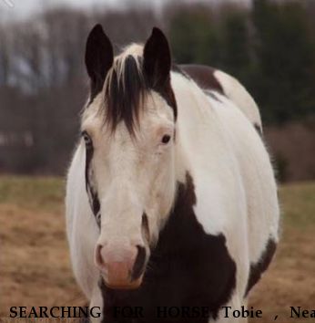 SEARCHING FOR HORSE Tobie , Near Orlean , VA, 00000